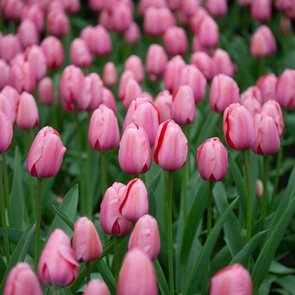 Hovedbilde Tulipan 'Pink Impression', darwinhybrid - 10 stk