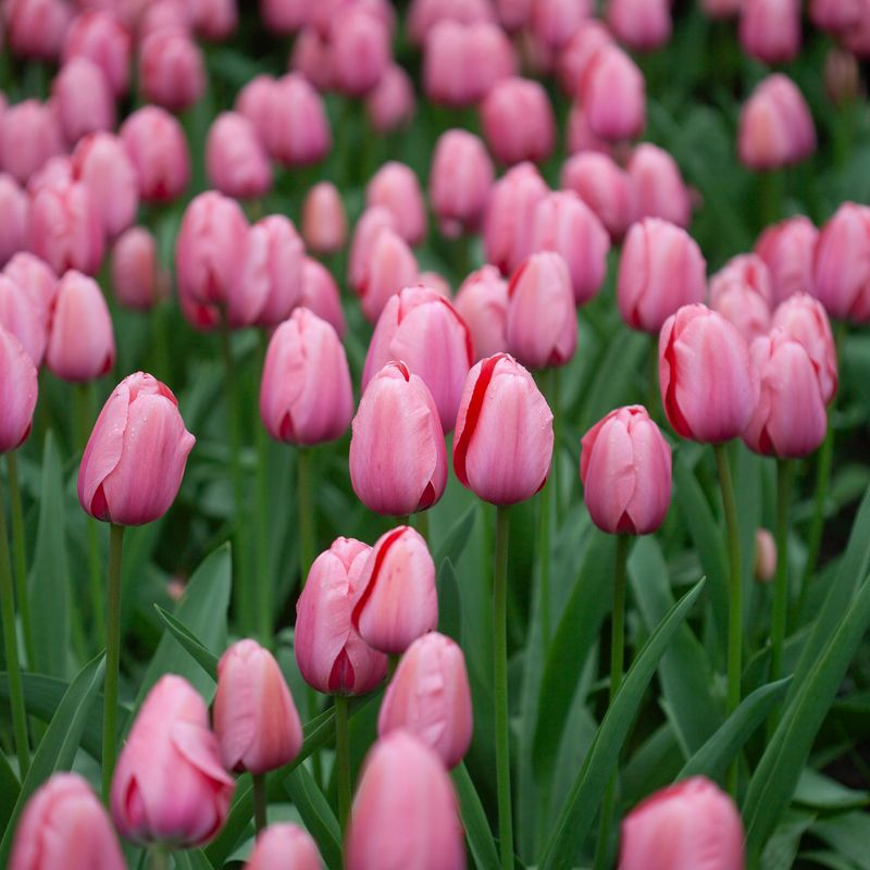 Tulipan 'Pink Impression', darwinhybrid - 10 stk