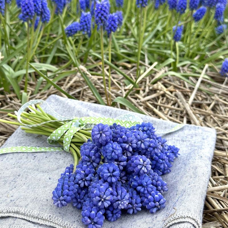Perleblomst 'Blue Magic' - 10 stk