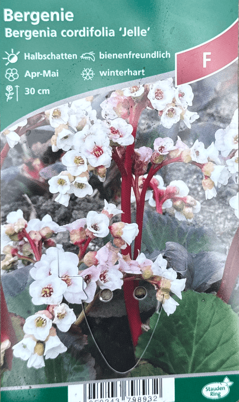 Bergblom 'Jelle' - Bergenia cordifolia