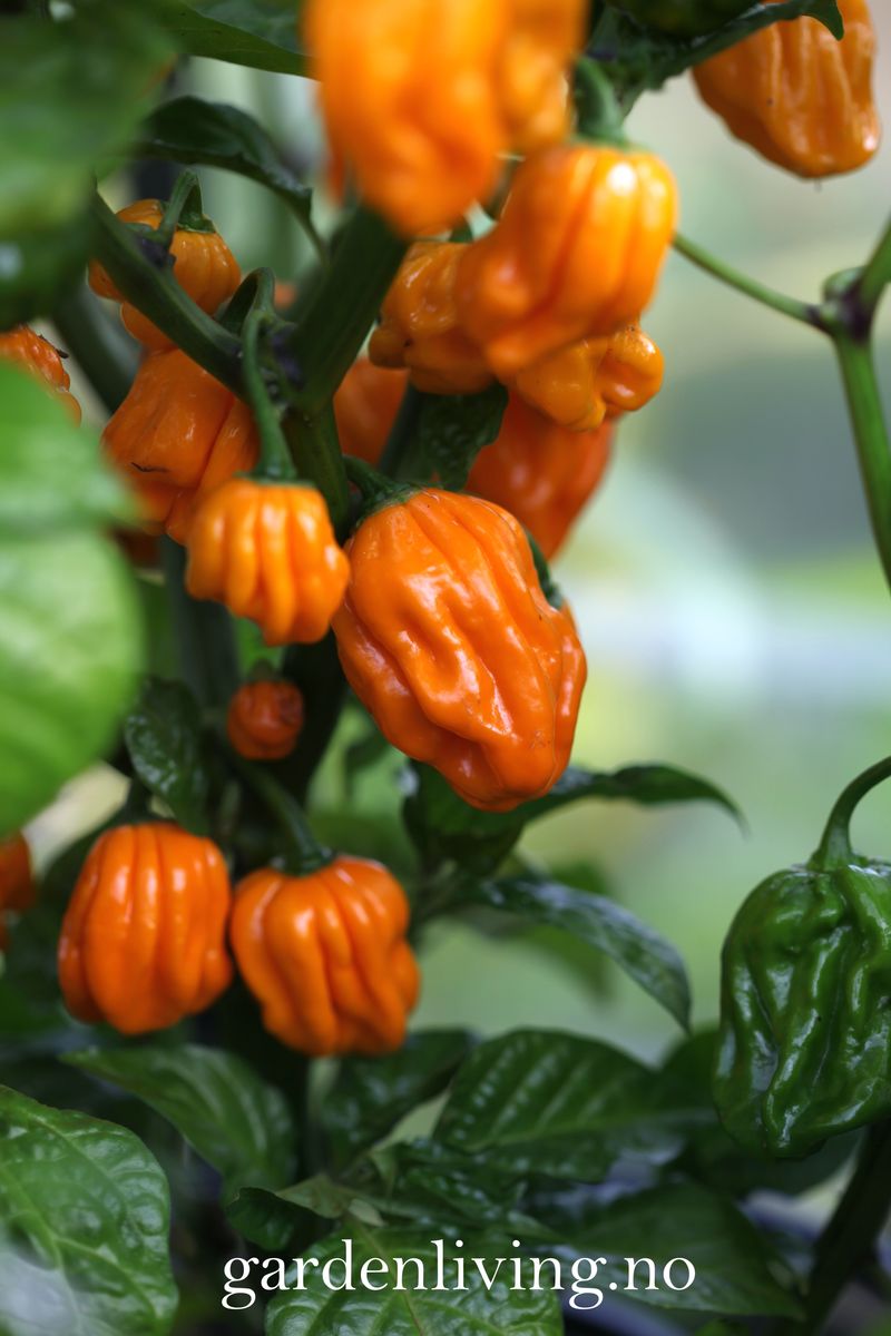 Chilipepper 'NuMex Suave Orange' - Capsicum chinense