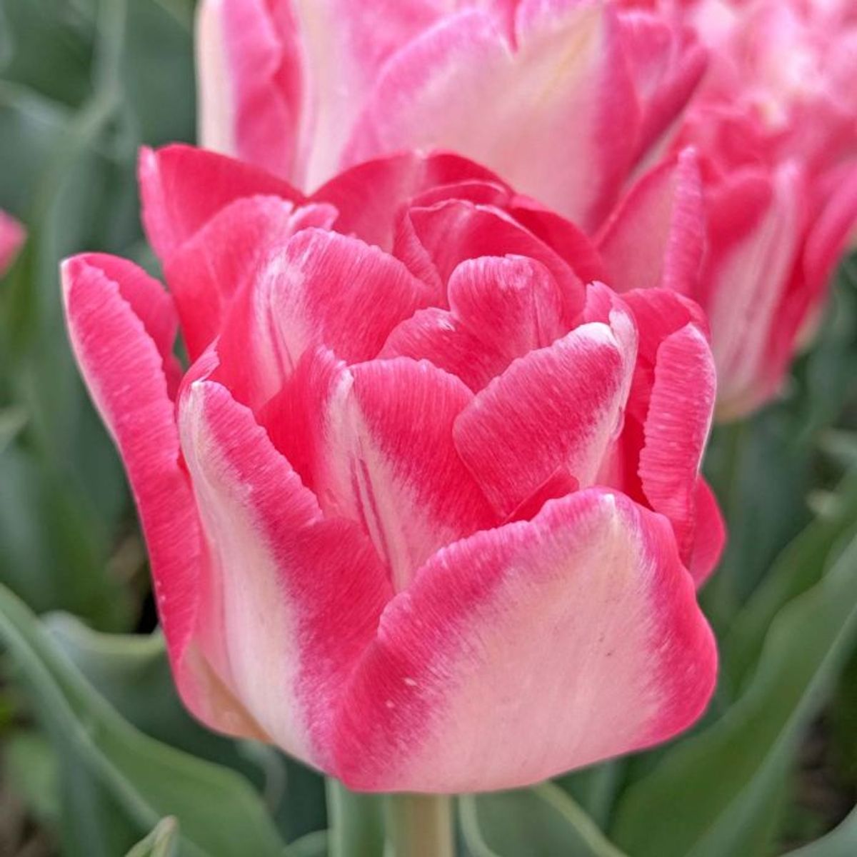 Tulipan 'Pink Delight’, tidlig dobbel - 10 stk