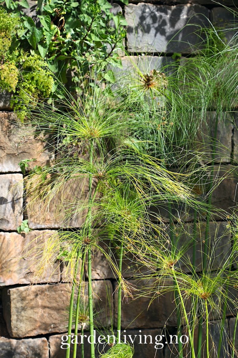 Papyrus - Cyperus papyrus