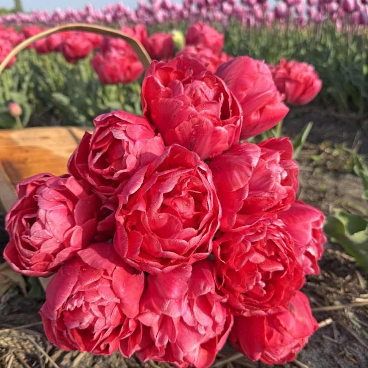 Tulipan 'Adore', sen dobbel - 10 stk