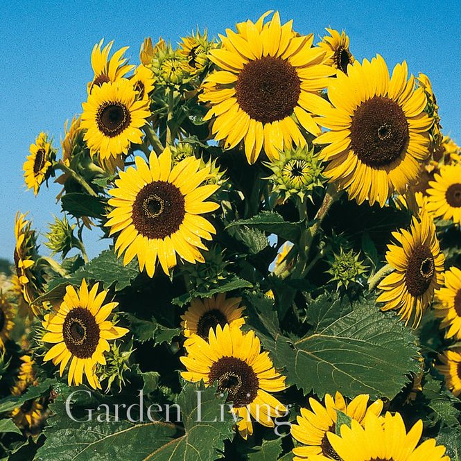 Hovedbilde Solsikke 'Waooh!' - Helianthus annuus