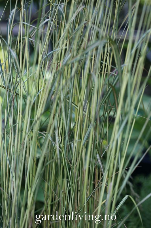 Hagerørkvein 'England' - Calamagrostis x aucutiflora
