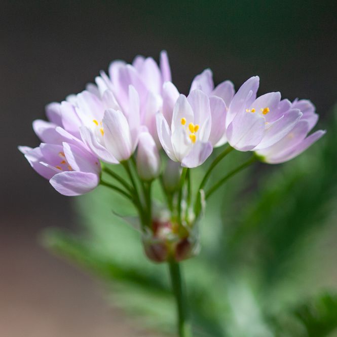 Hovedbilde Kvickløk - Allium roseum - 25 stk