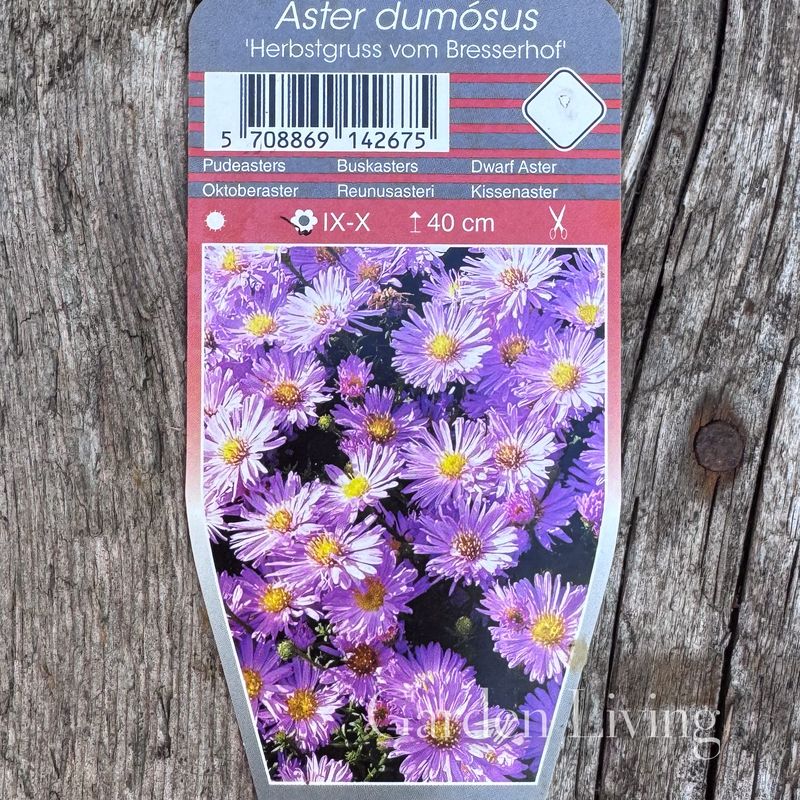 Buskaster 'Herbstgruss vom Bresserhof' - Aster dumosus