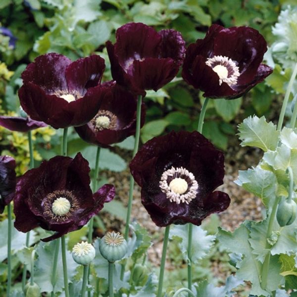 Hovedbilde Pionvalmue 'After Midnight’ - Papaver somniferum