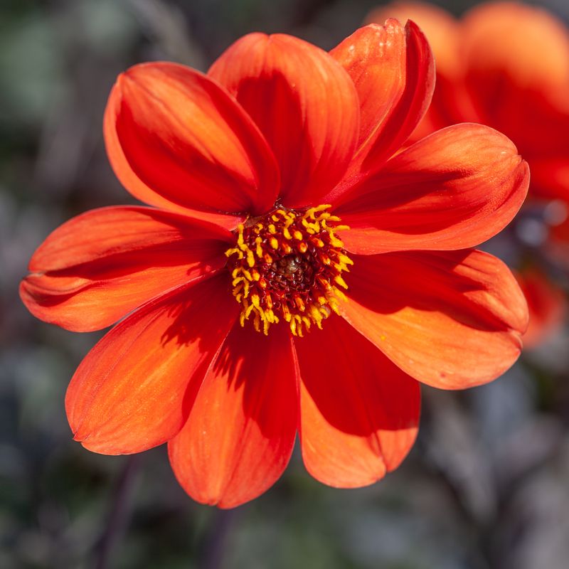 Georgine 'Bishop of Oxford - Dahlia x cultorum, 1 stk.
