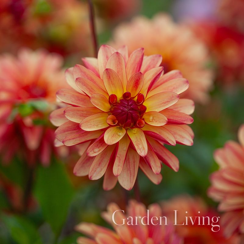 Georgine 'Crazy Legs' - Dahlia x cultorum, 1 stk.