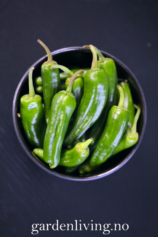Chilipepper 'Padron' - Capsicum annuum 