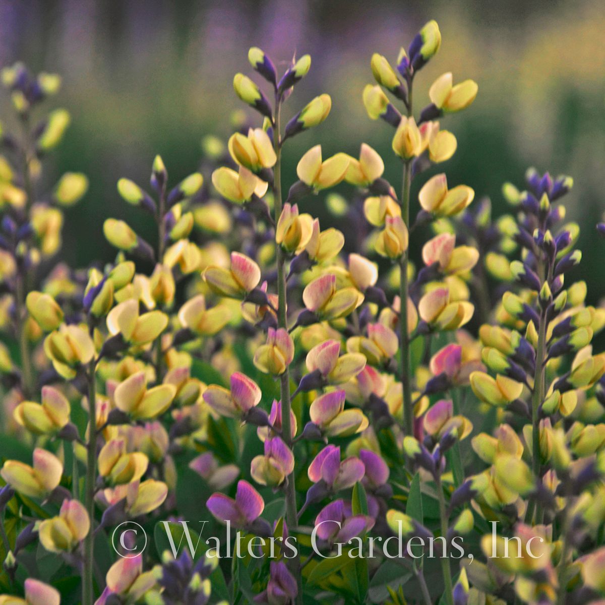 Fargeskolm Decadence® Deluxe 'Pink Lemonade' - Baptisia XL