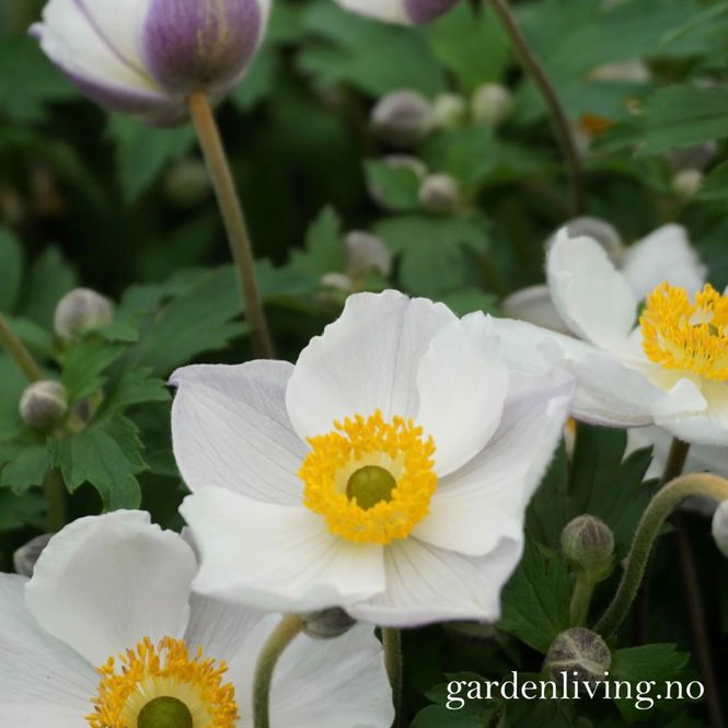 Hovedbilde Anemone 'Elfin Swan' - Anemone x rupicola