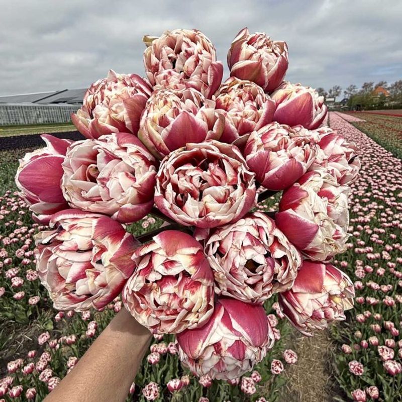 Tulipan 'Sarana', sen dobbel - 10 stk