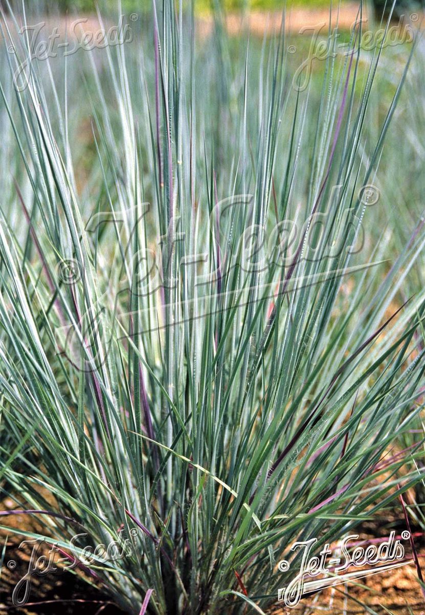 Andropogon scoparius 'Prairie Blues'