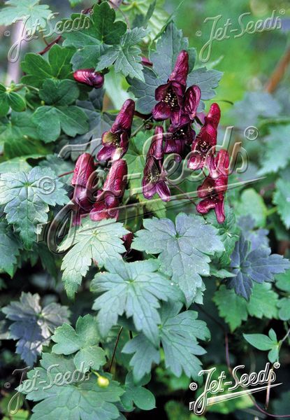 Hovedbilde Klatrehjelm 'Red Wine' - Aconitum hemsleyanum 
