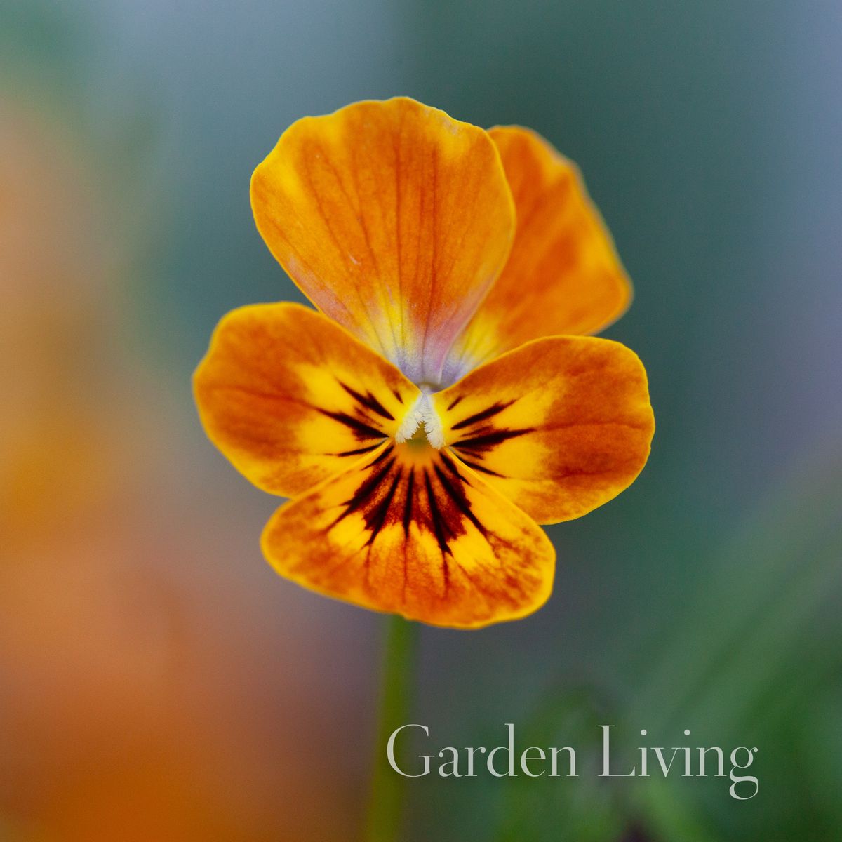 Stemorsblomst 'Corina Terracotta' F1