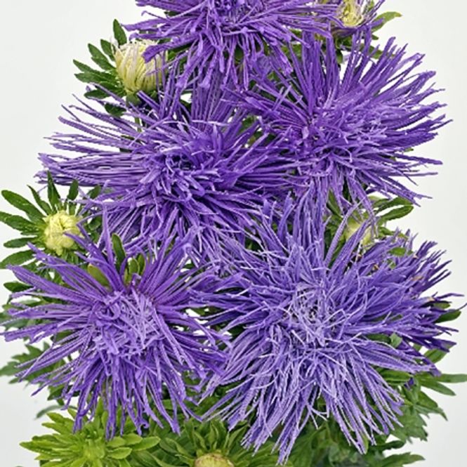 Hovedbilde Sommeraster 'Giant Quilled Blue' - Callistephus chinensis