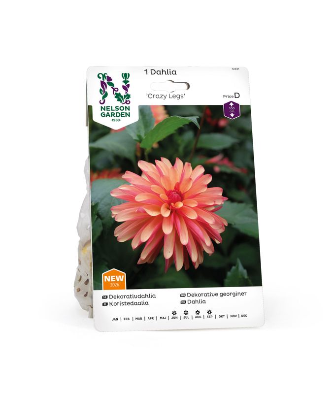 Georgine 'Crazy Legs' - Dahlia x cultorum, 1 stk.