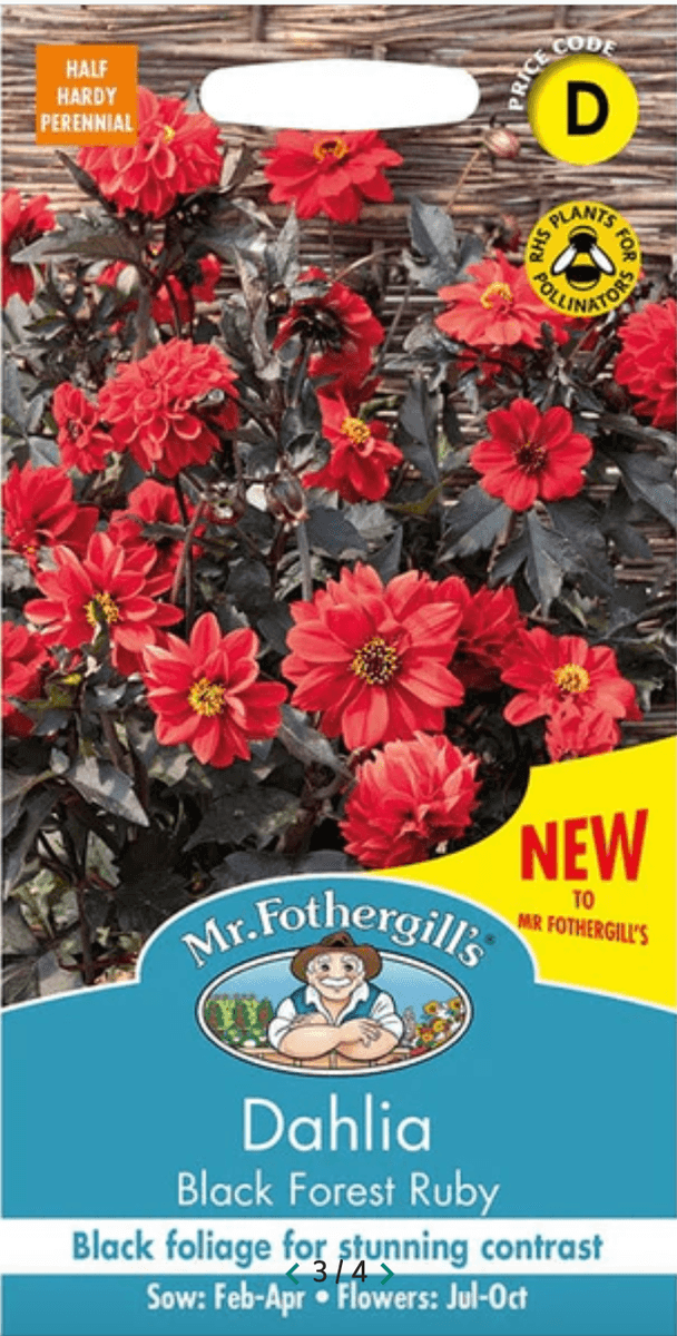 Georgine 'Black Forest Ruby' - Dahlia