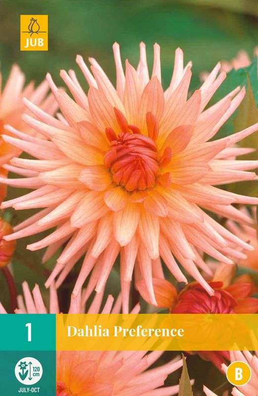 Georgine 'Preference' - Dahlia x cultorum, 1 stk.