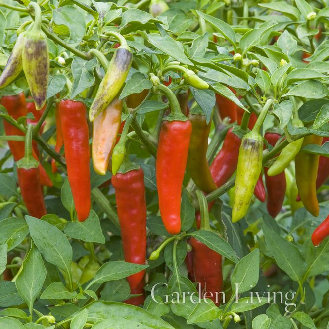 Hovedbilde Chilipepper 'Gusto Green’ - Capsicum annuum 