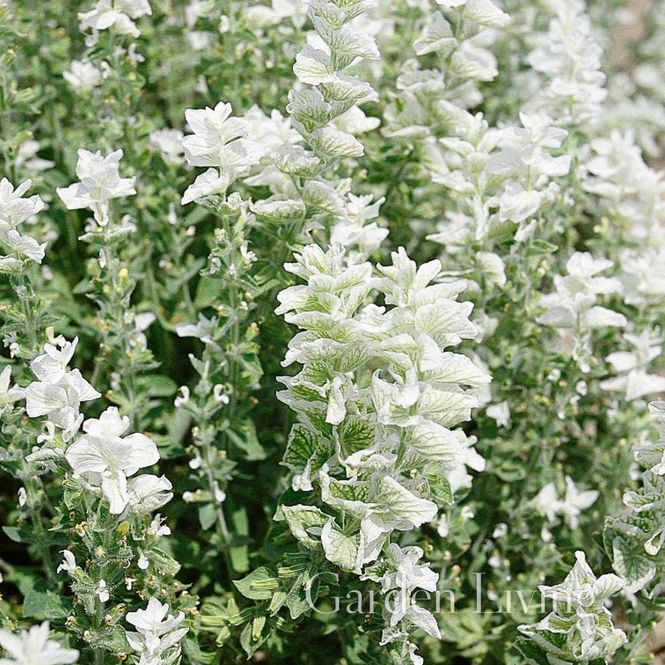 Hovedbilde Dusksalvie 'Say So White' - Salvia viridis