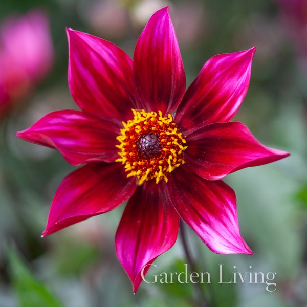 Hovedbilde Georgine 'Schipper's Choice' - Dahlia x cultorum, 1 stk.