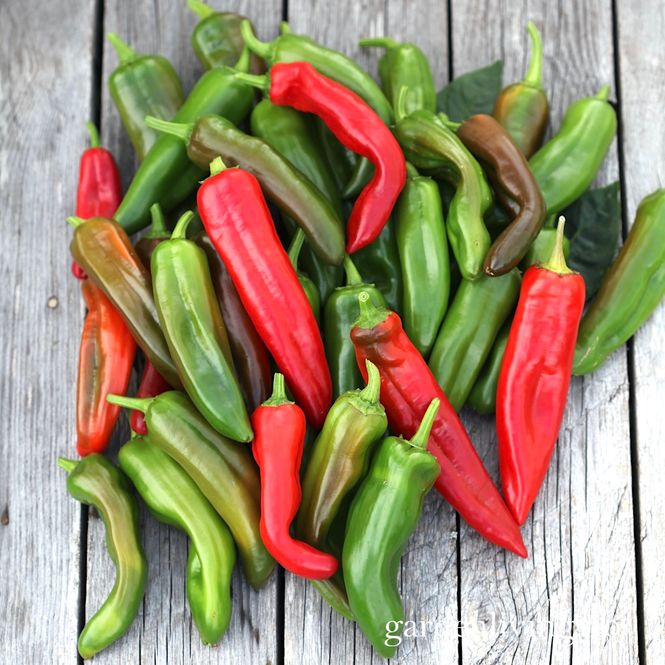 Hovedbilde Chilipepper 'Anahaeim' - Capsicum annuum