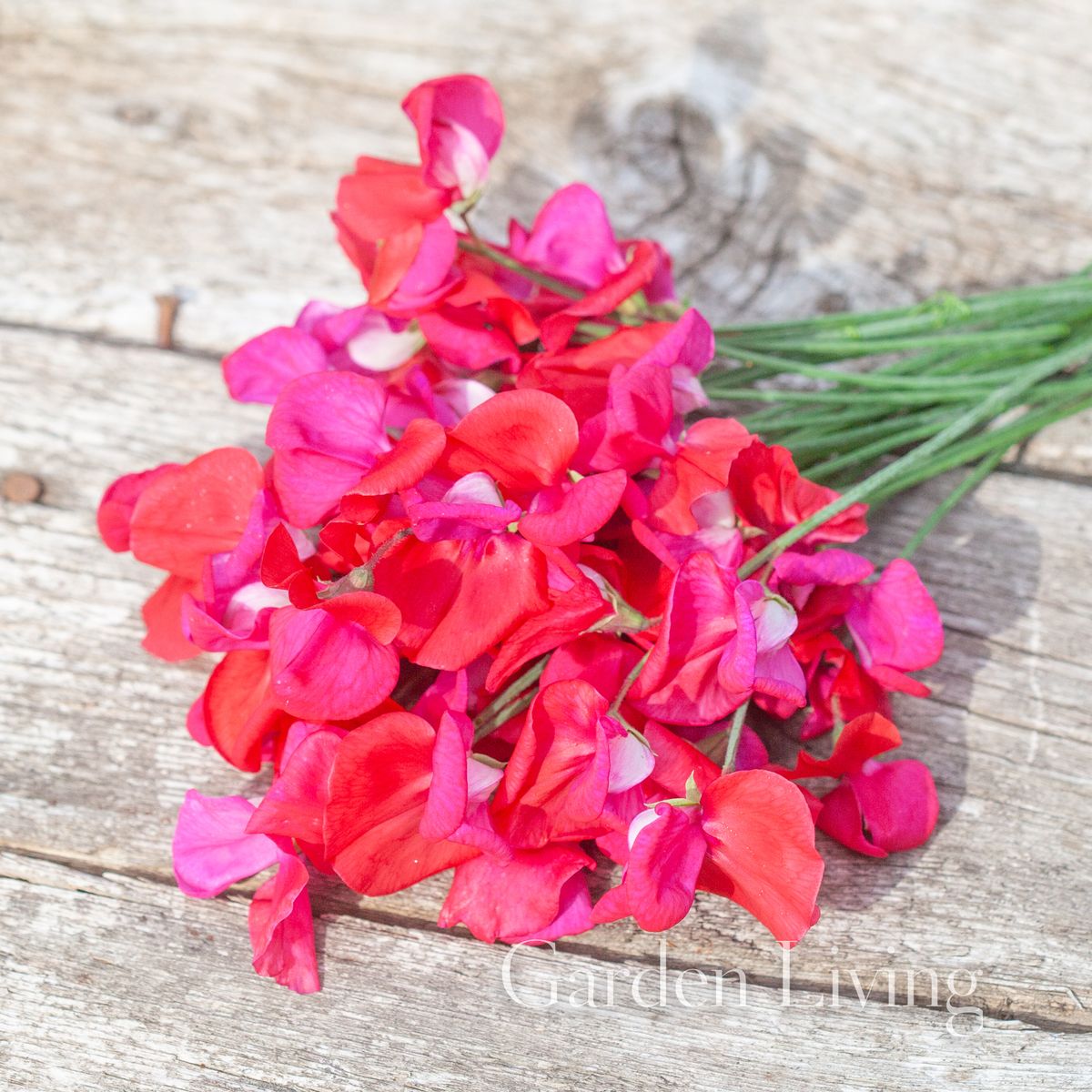 Blomsterert 'Prince Of Orange' - Lathyrus odoratus 