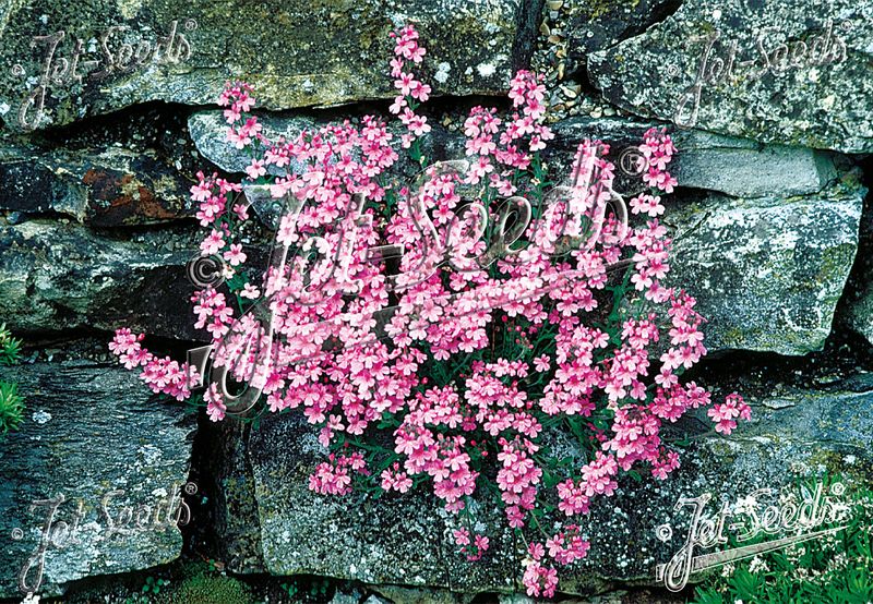 Erinus alpinus