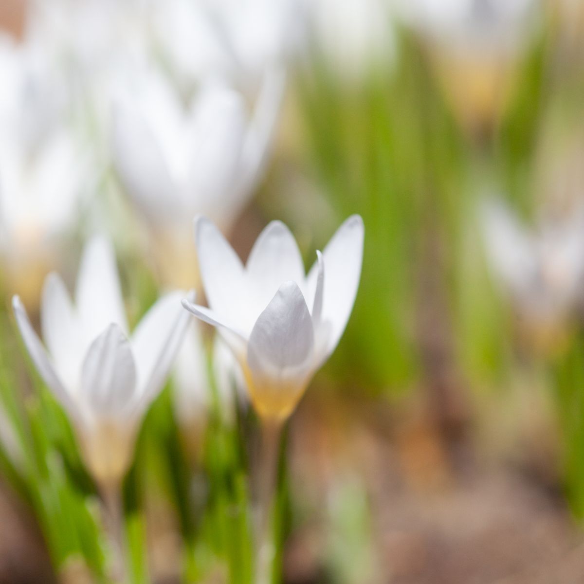 Begerkrokus 'Polar Bear' - Crocus chrysanthus - 10 stk
