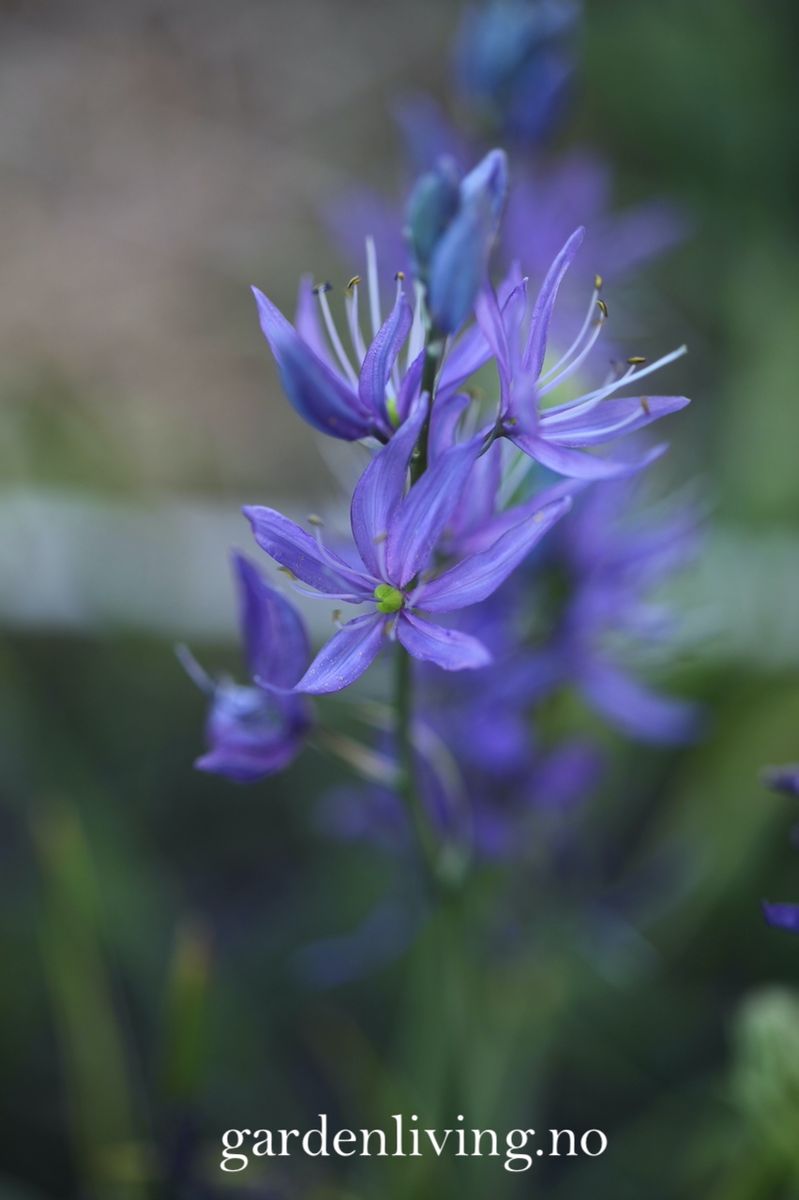 Bjørnestjerne 'Orion’ -  Camassia quamash - 10 stk