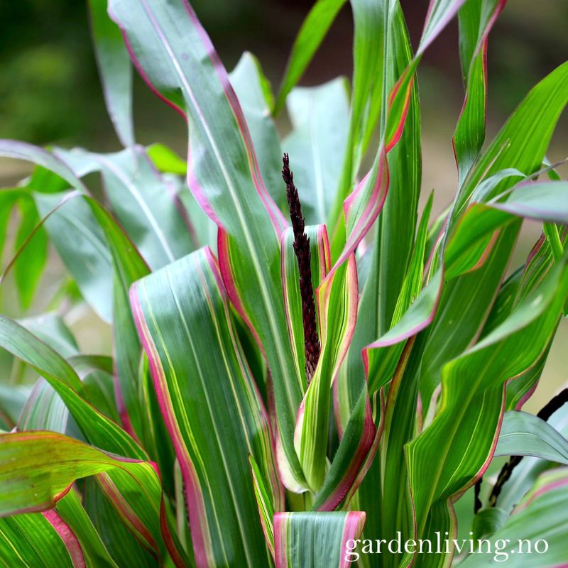 Prydmais 'Japonica Variegata' - Zea mays var. japonica