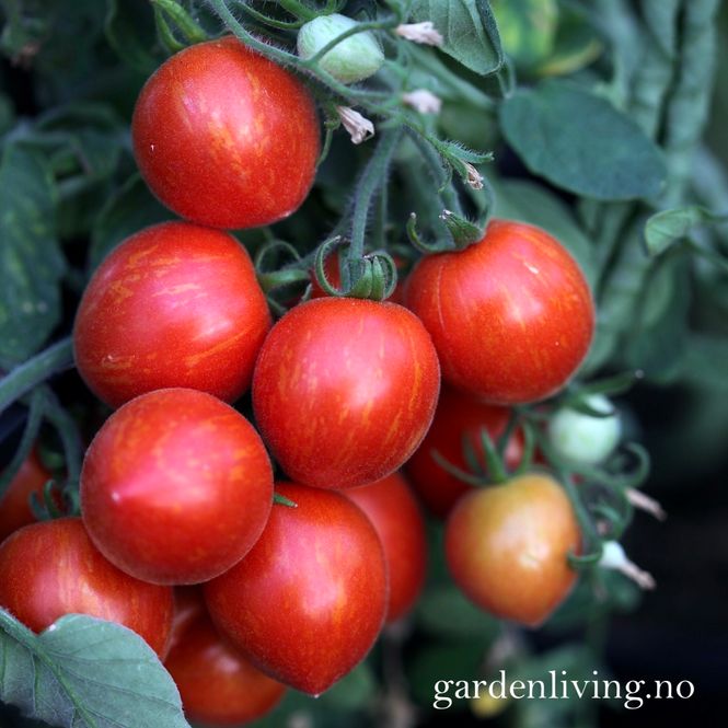 Hovedbilde Frilandstomat 'Fuzzy Wuzzy', cherry - Lycopersicon ...