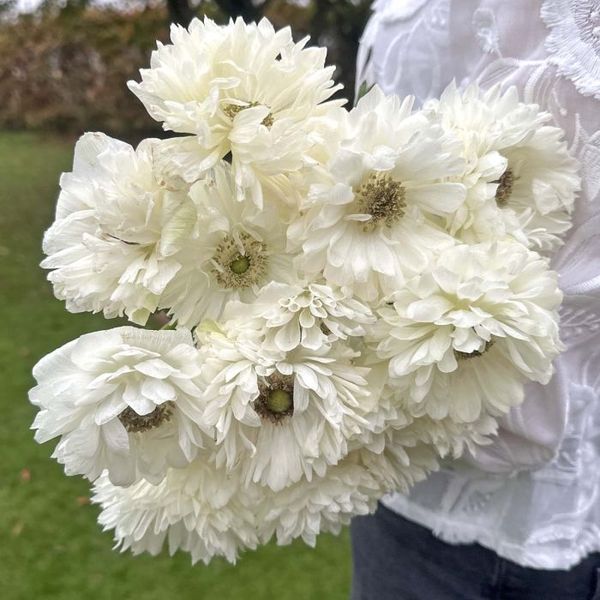 Hovedbilde Kronsymre 'Levante® Bianco' - Anemone coronaria, 7 stk