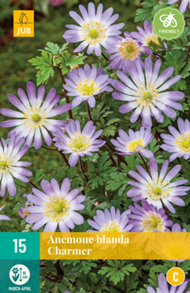 Balkansymre 'Charmer' - Anemone blanda - 10 stk