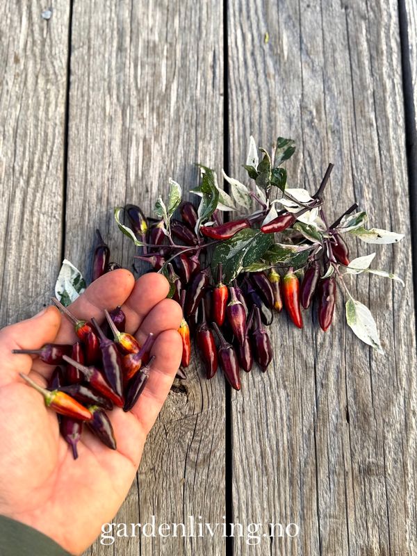 Chilipepper 'Calico' - Capsicum annuum