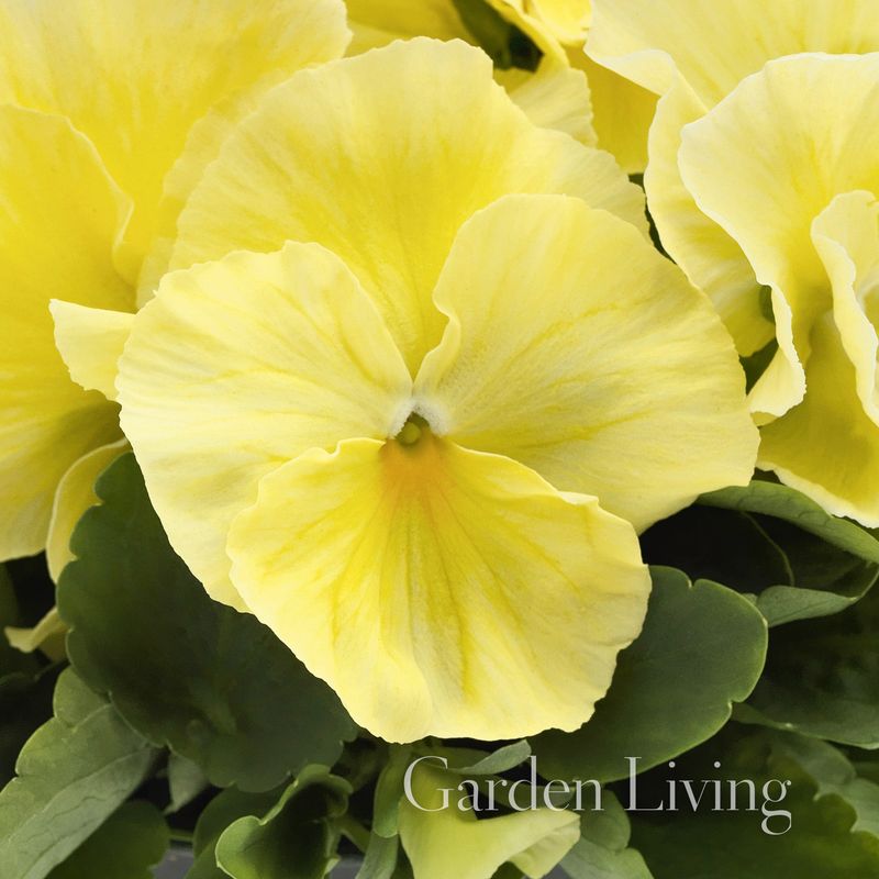 Stemorsblomst 'Inspire Lemon' F1 - Viola x wittrockiana