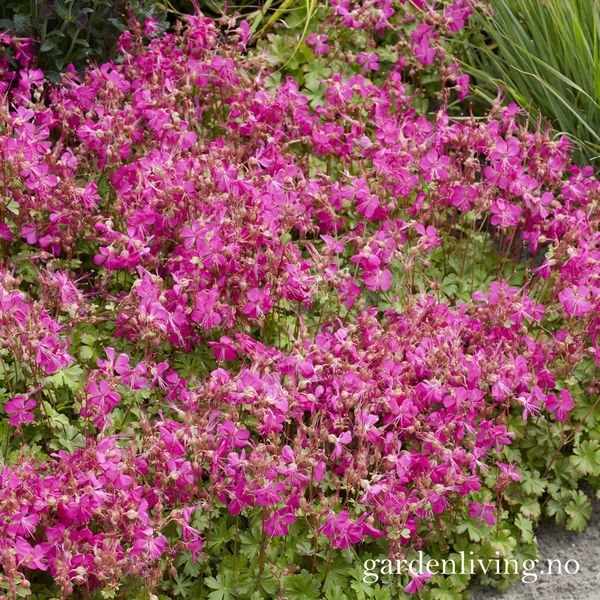 Hovedbilde Kantabstorkenebb 'Intense' - Geranium x cantabrigiense