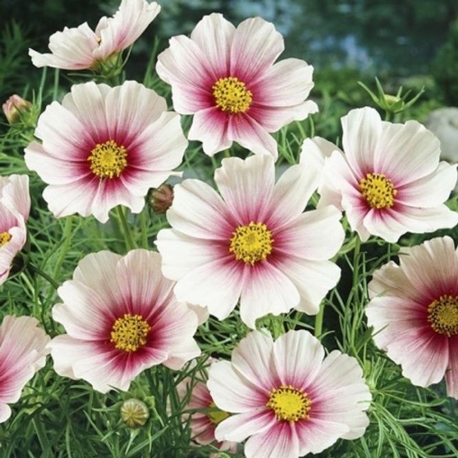 Hovedbilde Pyntekorg 'Sweet Dreams' - Cosmos bipinnatus