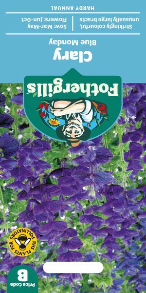 Hovedbilde Dusksalvie 'Blue Monday - Salvia viridis 