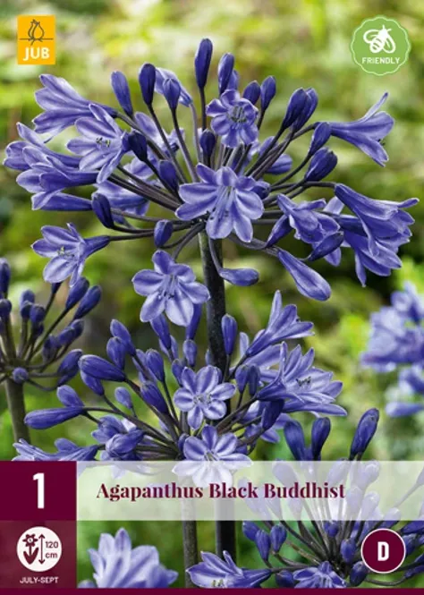 Hovedbilde Agapanthus 'Black Buddhist’, 1 stk