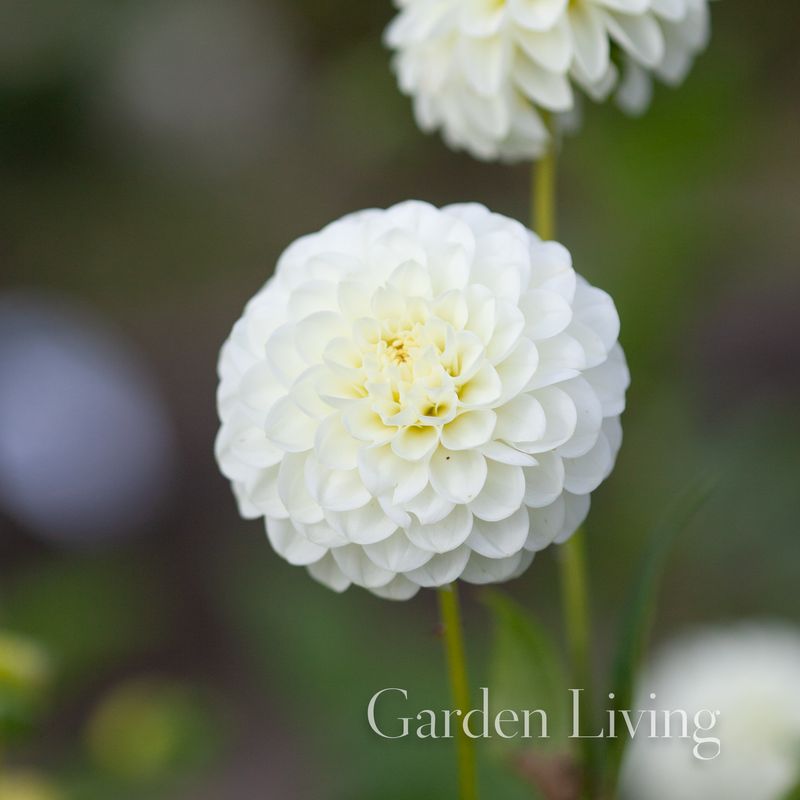 Georgine 'White Aster' - Dahlia x cultorum, 1 stk.