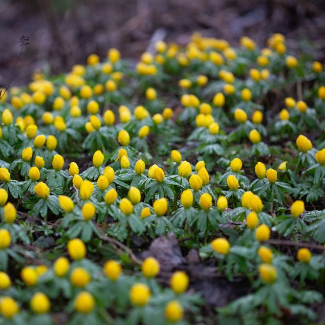 Hovedbilde Småvinterblom - Eranthis cilicica - 10 stk