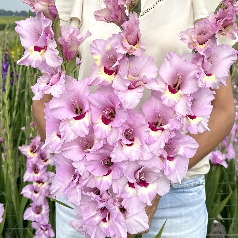 Gladiol 'Zamora' - Gladiolus, 10 stk.