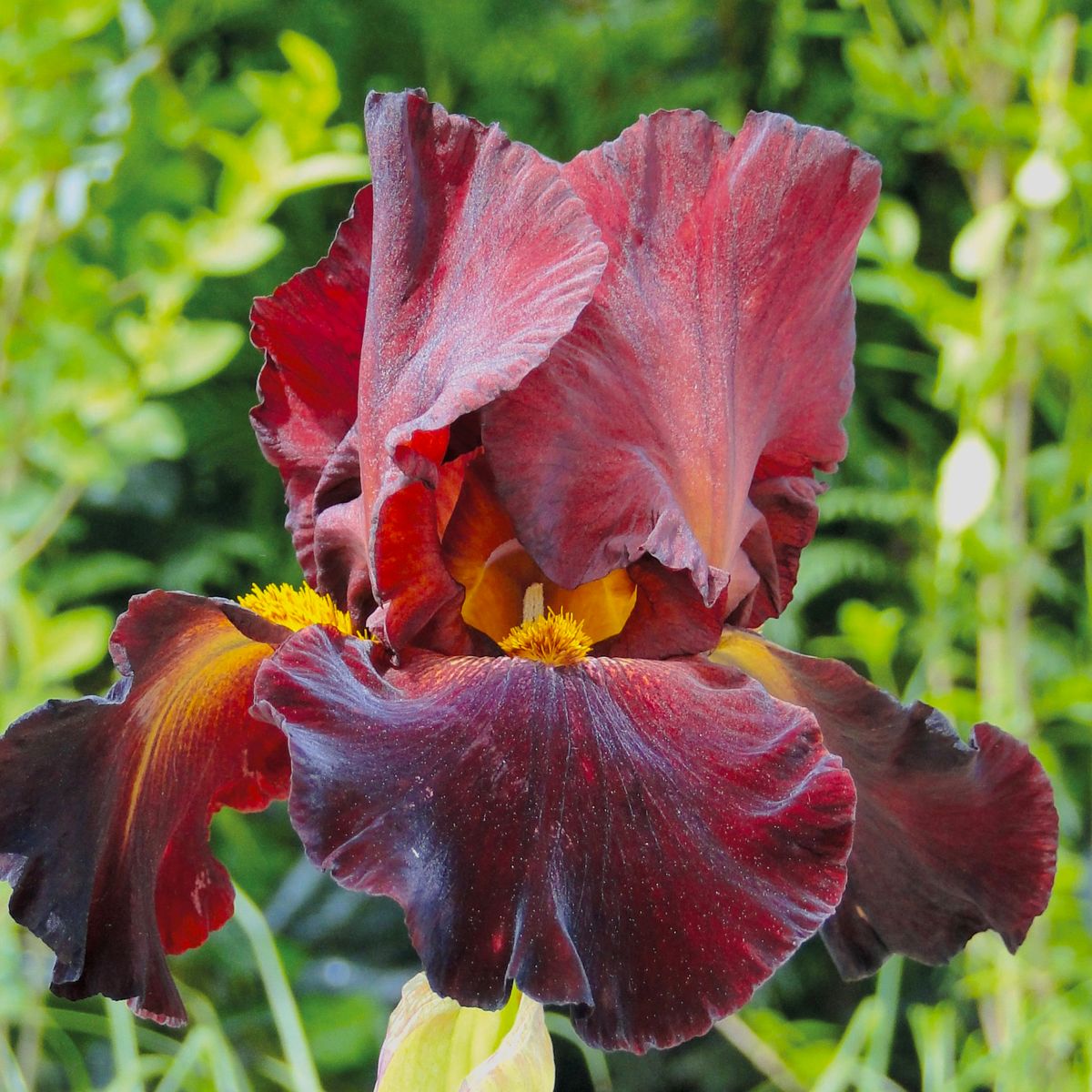 Hageiris 'Sultan's Palace' - Iris germanica 