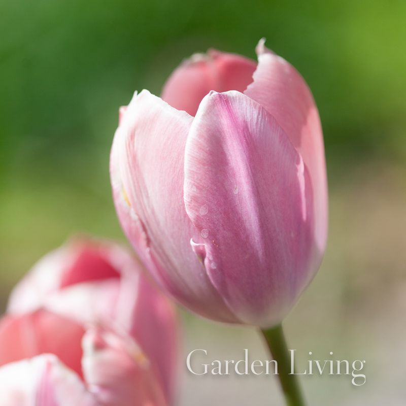Tulipan 'Salmon Prince', Tidlig enkel - 6 stk