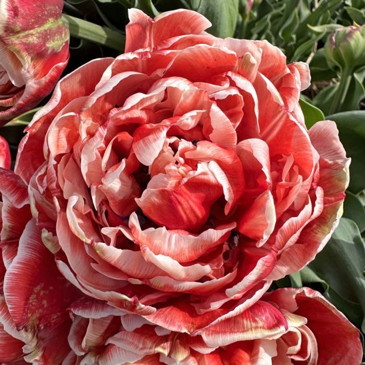 Tulipan 'Coventry' , sen dobbel - 10 stk